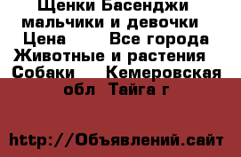Щенки Басенджи ,мальчики и девочки › Цена ­ 1 - Все города Животные и растения » Собаки   . Кемеровская обл.,Тайга г.